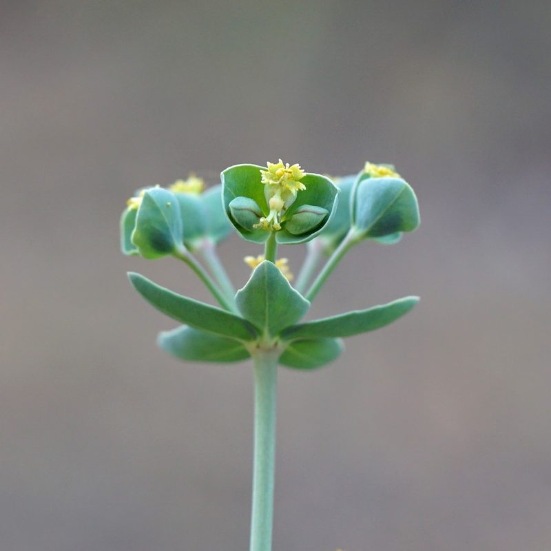 Euphorbia chamaesula, photographed by Andrew Tree