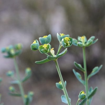 Euphorbia chamaesula, photographed by Andrew Tree