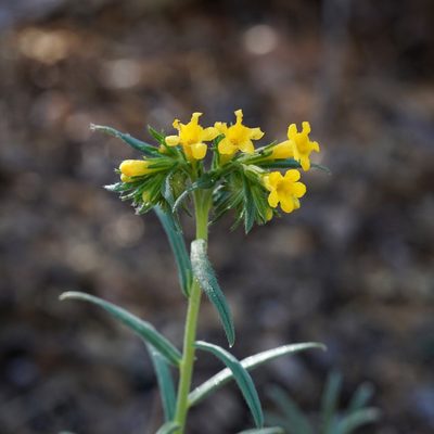 Lithospermum multiflorum, photographed by Andrew Tree