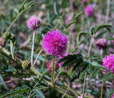 Mimosa nuttallii, photographed by Andrew Tree