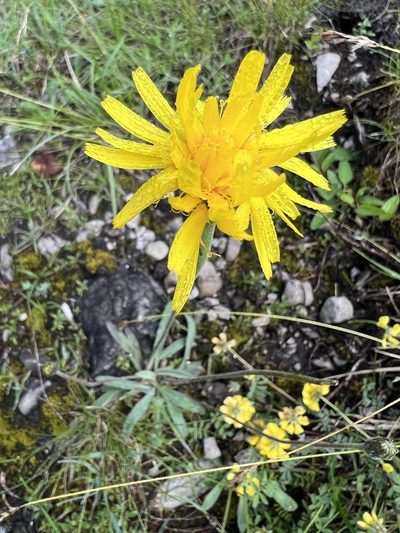 Leontodon incanus, photographed by Jonathan