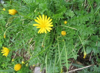 Aposeris foetida, photographed by Marco Mussita