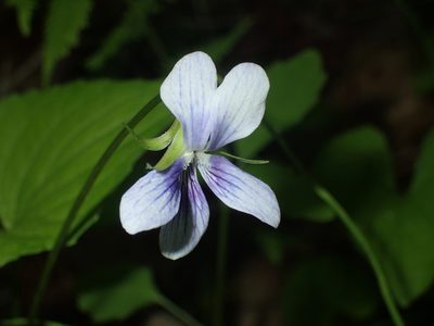 Viola cucullata, photographed by John Baur