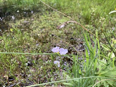 Cardamine pratensis, photographed by Lee