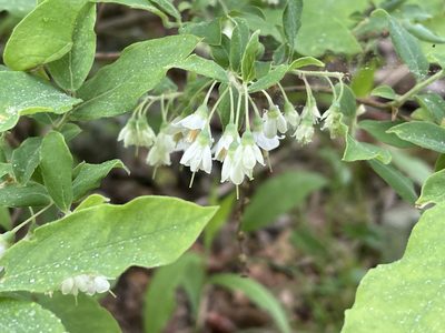 Vaccinium stamineum, photographed by Tom Pollard
