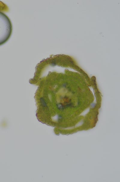 Gertrudiella nevadensis, photographed by Randal