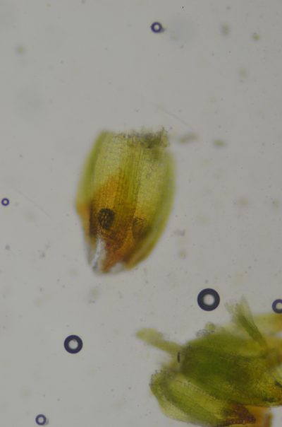 Gertrudiella nevadensis, photographed by Randal