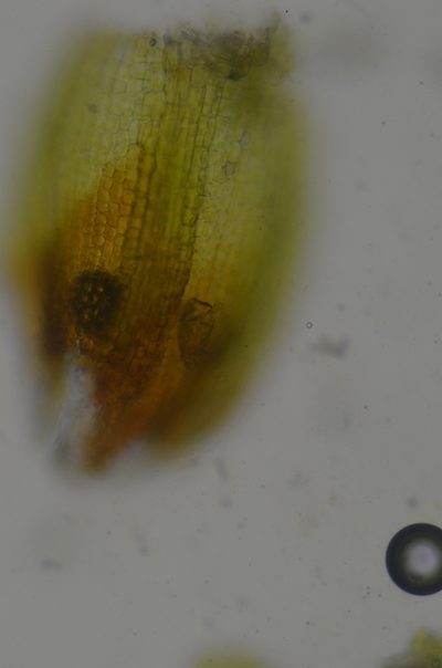 Gertrudiella nevadensis, photographed by Randal