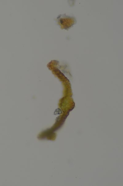 Gertrudiella nevadensis, photographed by Randal