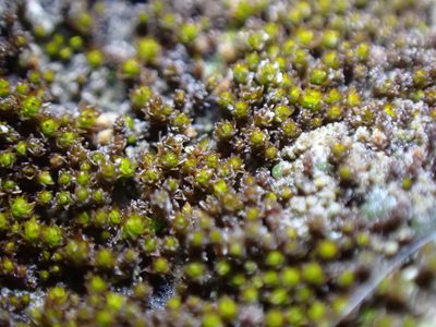 Gertrudiella nevadensis, photographed by Randal