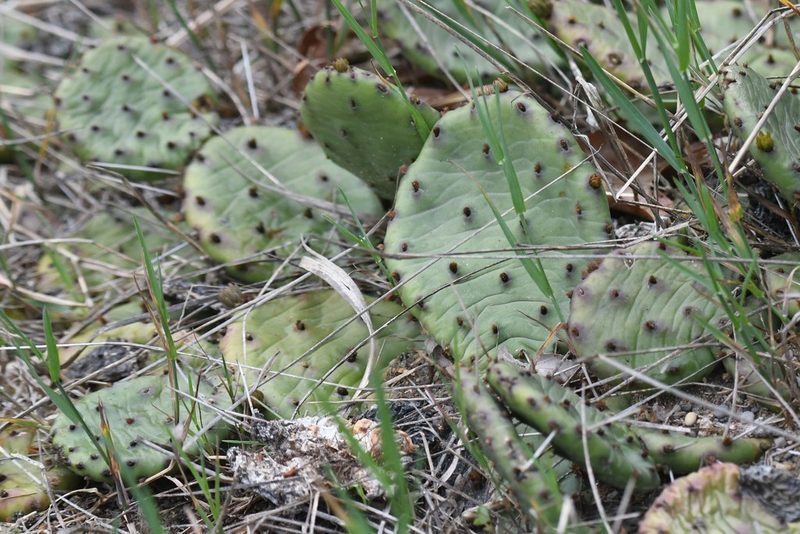 Opuntia cespitosa, photographed by Tristan Jobin
