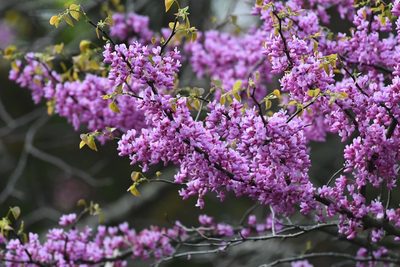 Cercis canadensis, photographed by Tristan Jobin