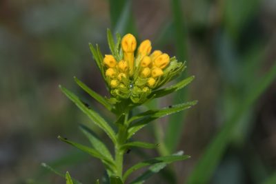 Lithospermum caroliniense, photographed by Tristan Jobin