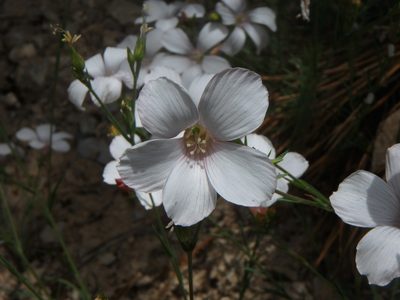 Linum appressum, photographed by Daniel Cahen