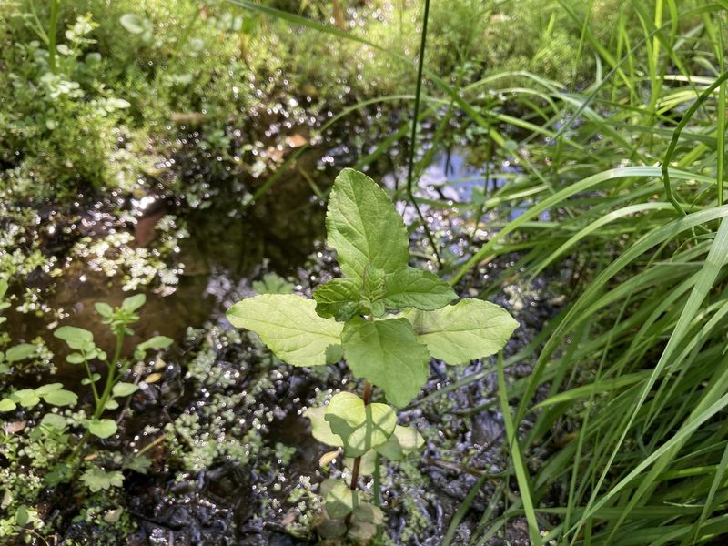 Mentha aquatica, photographed by Lee