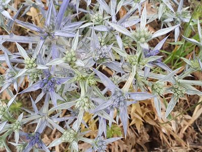 Eryngium triquetrum, photographed by Mehdi Chetibi