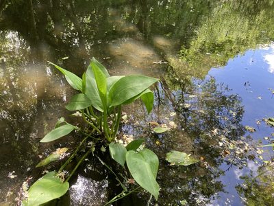 Alisma plantago-aquatica, photographed by Lee