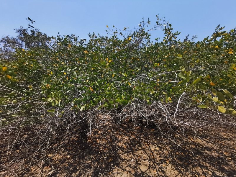 Laguncularia racemosa, photographed by M. Socorro González Elizondo