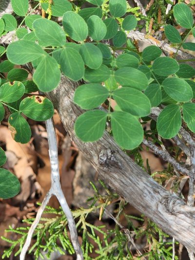Leucaena retusa, photographed by Jo Roberts