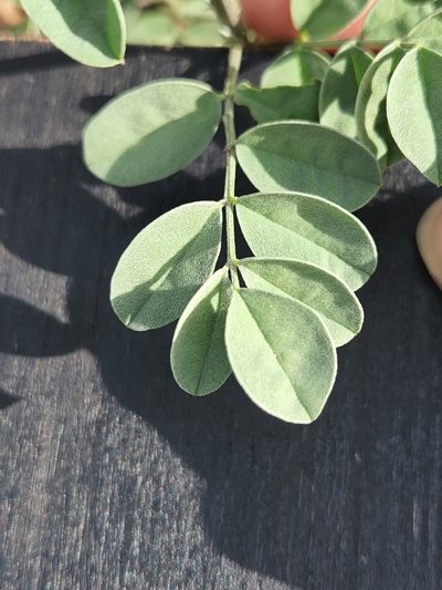 Indigofera lindheimeriana, photographed by Jo Roberts