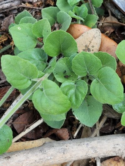 Carlowrightia torreyana, photographed by Jo Roberts