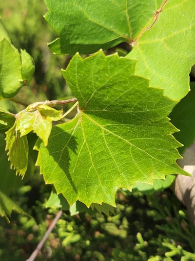 Vitis monticola, photographed by Jo Roberts