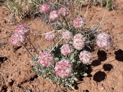 Eriogonum ovalifolium, photographed by Robbie Hannawacker