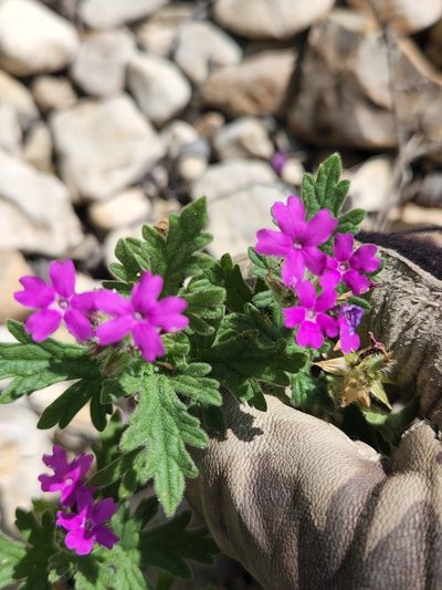 Verbena tumidula, photographed by Jo Roberts