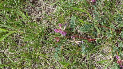 Astragalus crassicarpus, photographed by Esben Kjaer