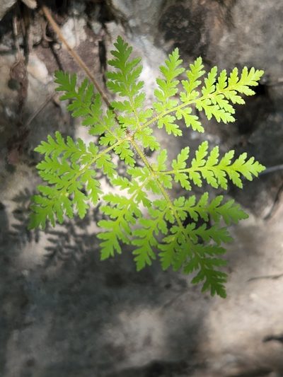 Cheilanthes leucopoda, photographed by Jo Roberts