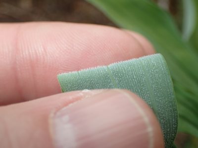 Polygonatum pubescens, photographed by John Baur