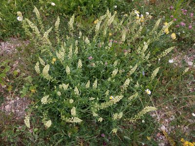 Reseda lutea, photographed by Karen Fry