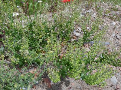 Lepidium campestre, photographed by Karen Fry