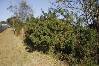 Leucosidea sericea, photographed by Tony Rebelo