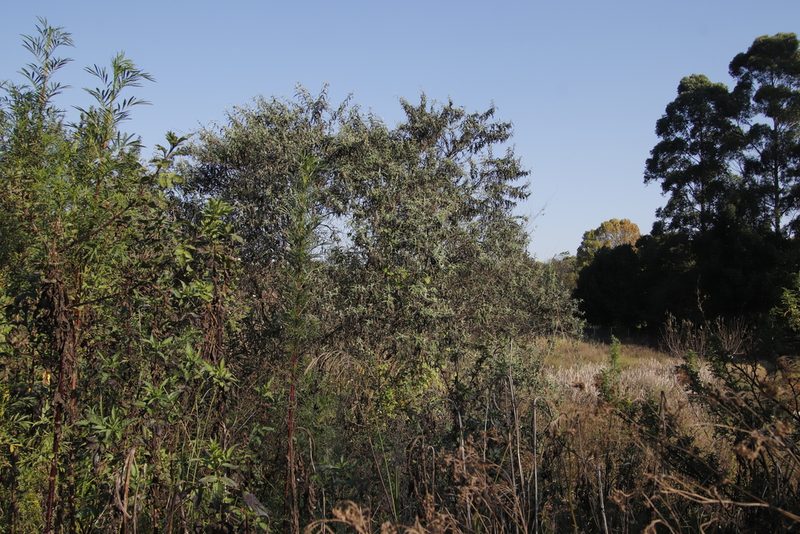 Buddleja salviifolia, photographed by Tony Rebelo