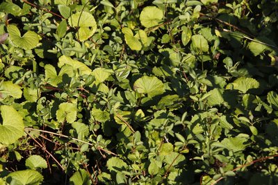 Centella asiatica, photographed by Tony Rebelo