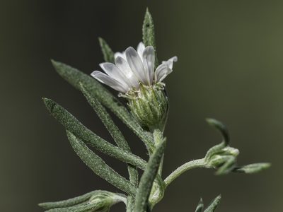Townsendia fendleri, photographed by Craig Martin