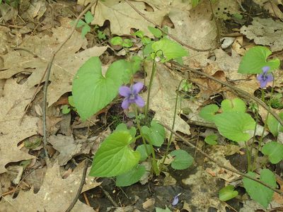 Viola cucullata, photographed by John Baur