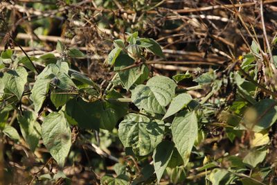 Physalis peruviana, photographed by Tony Rebelo