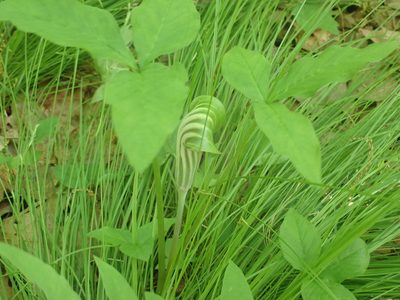 Arisaema stewardsonii, photographed by Lynn Harper