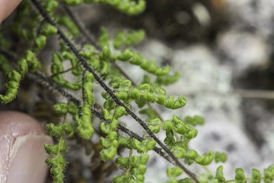 Myriopteris lanosa, photographed by Craig Martin