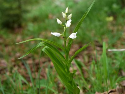 Cephalanthera longifolia, photographed by Wolfgang Jauch