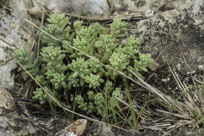 Sedum nuttallii, photographed by Craig Martin