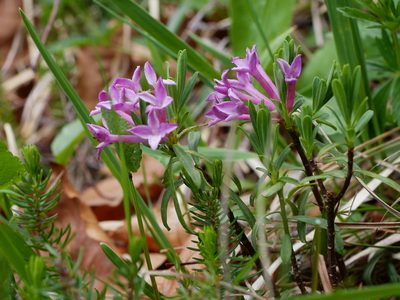 Daphne striata, photographed by Wolfgang Jauch