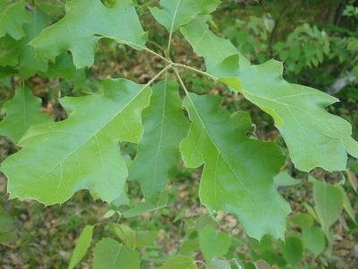 Quercus velutina, photographed by Lynn Harper