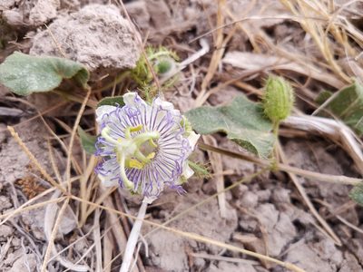 Passiflora foetida, photographed by Oscar Gonzalez Diaz
