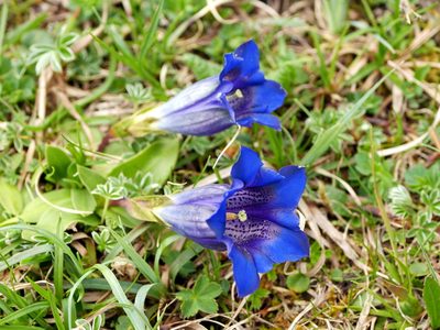 Gentiana clusii, photographed by Wolfgang Jauch