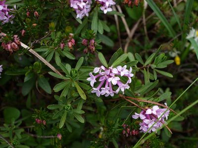 Daphne striata, photographed by Wolfgang Jauch