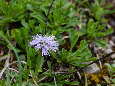 Globularia cordifolia, photographed by Wolfgang Jauch