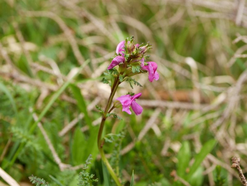 Pedicularis rostratocapitata, photographed by Wolfgang Jauch